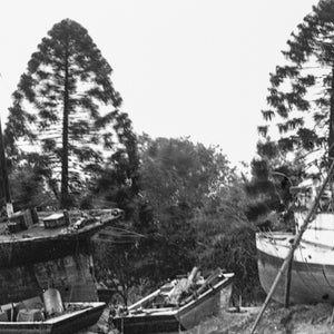 Boats Marooned by flooding on the Brisbane River, ca. 1893