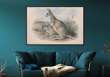 Load image into Gallery viewer, Grey&#39;s Wallaby