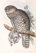 Load image into Gallery viewer, Powerful Owl (Ninox strenua)