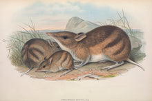 Load image into Gallery viewer, Eastern Barred Bandicoot