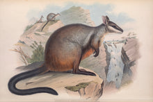 Load image into Gallery viewer, Brush-tailed rock-wallaby