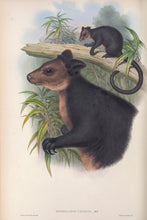 Load image into Gallery viewer, The Ursine Tree-kangaroo