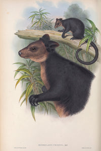 The Ursine Tree-kangaroo