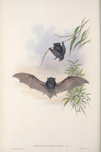 Load image into Gallery viewer, Hoary wattled bat