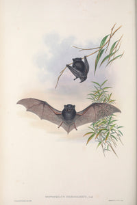 Hoary wattled bat