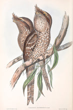 Load image into Gallery viewer, Plumbed Frogmouth (Podargus ocellatus plumiferus)