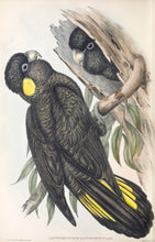 Load image into Gallery viewer, Southern Yellow-tailed Black Cockatoo (Calyptorhynchus funereus xanthanotus)