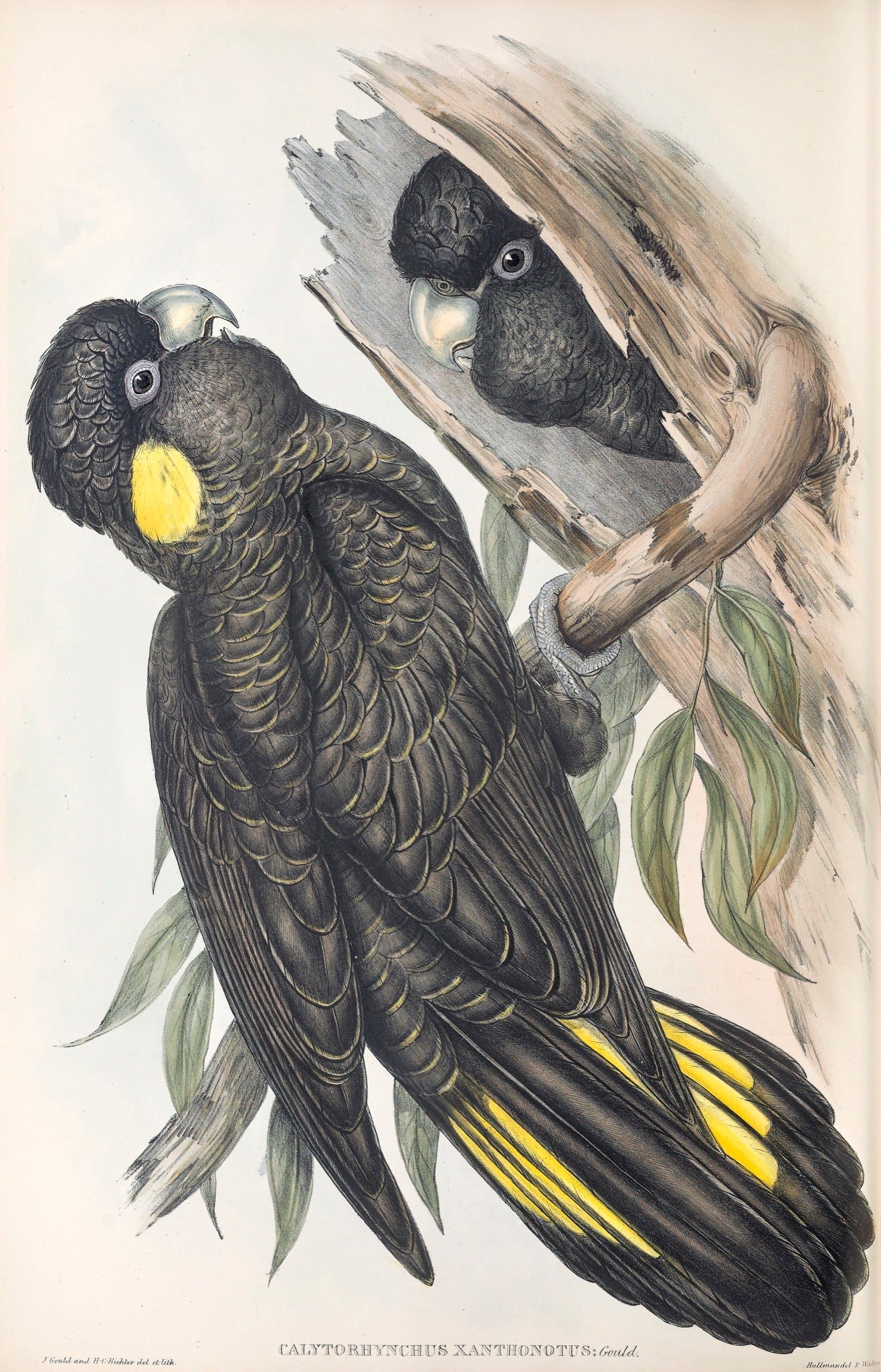 Southern Yellow-tailed Black Cockatoo (Calyptorhynchus funereus xanthanotus)