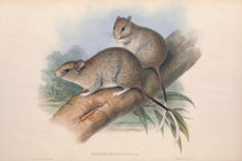 Load image into Gallery viewer, Brush-tailed Rabbit-rat