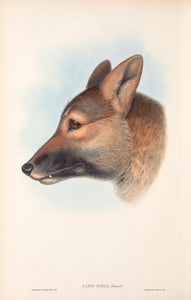 Dingo