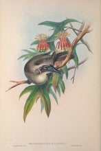 Load image into Gallery viewer, Helmeted Friar Bird (Philemon buceroides), Northern Australia - East Indies