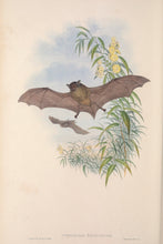 Load image into Gallery viewer, Tasmanian Bat