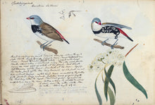 Load image into Gallery viewer, Diamond Firetail
