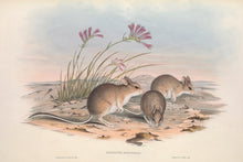 Load image into Gallery viewer, Mitchell&#39;s Hopping Mouse