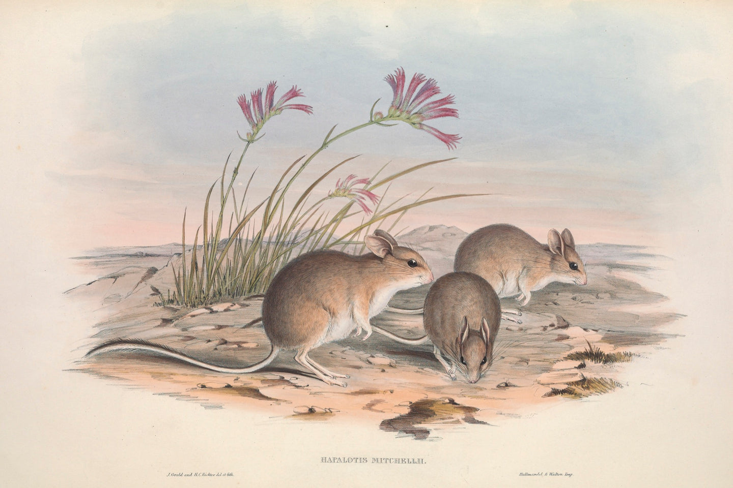 Mitchell's Hopping Mouse