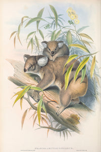 Koala (Phascolarctos cinereus)