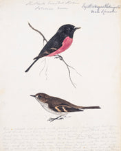 Load image into Gallery viewer, Pink Robin