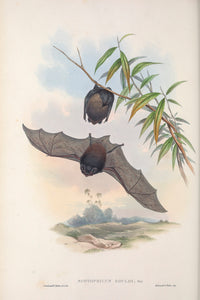 Gould's wattled bat