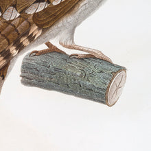 Load image into Gallery viewer, The Papuan Frogmouth