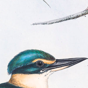 Sacred Kingfisher (Todiramphus sanctus) (enlarged)