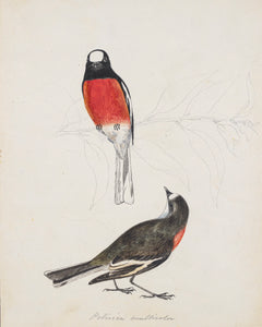 Norfolk Robin