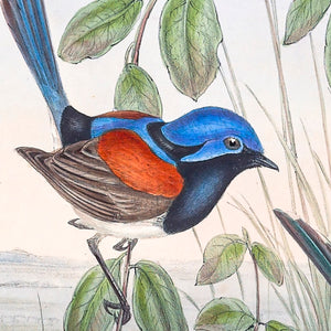 Blue-breasted Fairywren (Malurus pulcherrimus), 1848