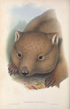 Load image into Gallery viewer, Wombat