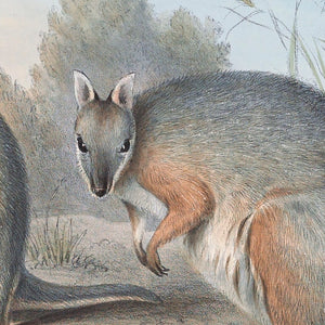 Tammar wallaby