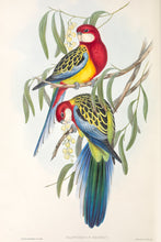 Load image into Gallery viewer, Eastern Rosella (Platycercus eximius)