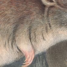 Load image into Gallery viewer, Rufous bettong