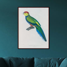 Load image into Gallery viewer, Red-capped Parrot