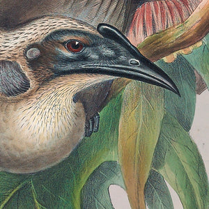 Helmeted Friar Bird (Philemon buceroides), Northern Australia - East Indies