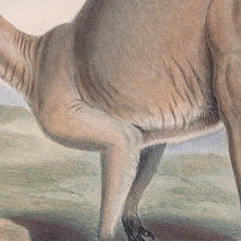 Load image into Gallery viewer, Eastern Grey Kangaroo