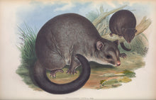 Load image into Gallery viewer, The Short-eared Possum