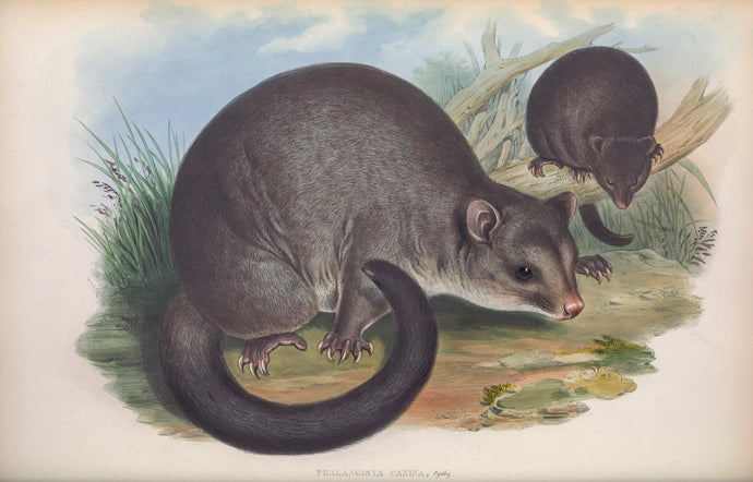 The Short-eared Possum