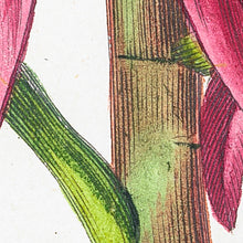 Load image into Gallery viewer, Waratah (Telopea speciosissima)