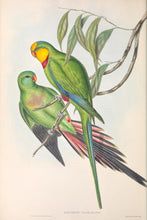 Load image into Gallery viewer, Superb Parrot, or Barrabands Parrot (Polytelis swainsonii)
