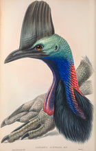 Load image into Gallery viewer, Southern cassowary (Casuarius casuarius)