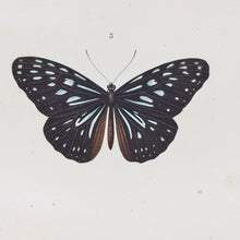 Load image into Gallery viewer, Butterflies