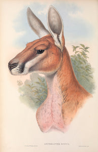 Red Kangaroo