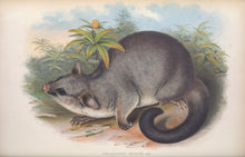 Load image into Gallery viewer, Brushtail possum