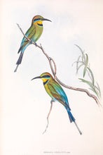 Load image into Gallery viewer, Rainbow Bee-eater (Merops ornatus)
