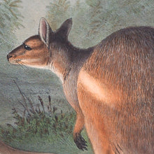 Load image into Gallery viewer, Red-legged Pademelon