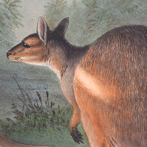 Red-legged Pademelon