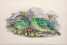 Load image into Gallery viewer, Night Parrot (Pezoporus occidentalis)