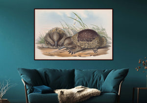 Tasmanian Echidna