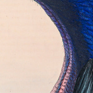 Southern cassowary (Casuarius casuarius)