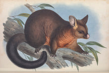 Load image into Gallery viewer, Brushtail possum