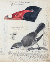 Load image into Gallery viewer, Black Swan &amp; Fly Catcher (detail)