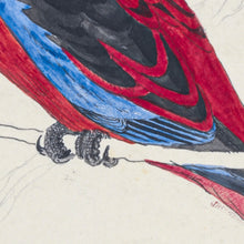 Load image into Gallery viewer, Crimson Rosella